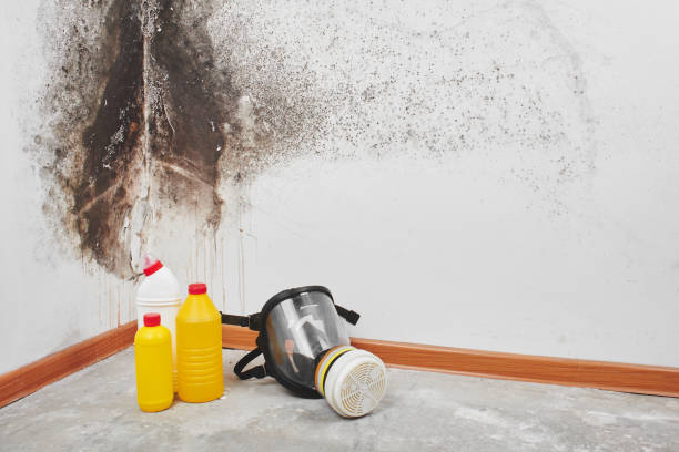 Best Mold Damage Repair  in Temple City, CA