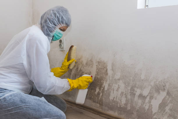 Certified Mold Removal in Temple City, CA