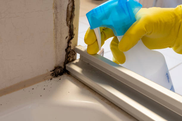 Best Professional Mold Removal  in Temple City, CA