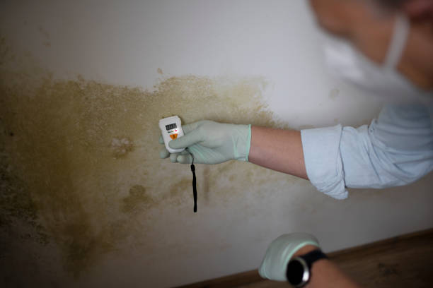 Best Commercial Mold Removal  in Temple City, CA