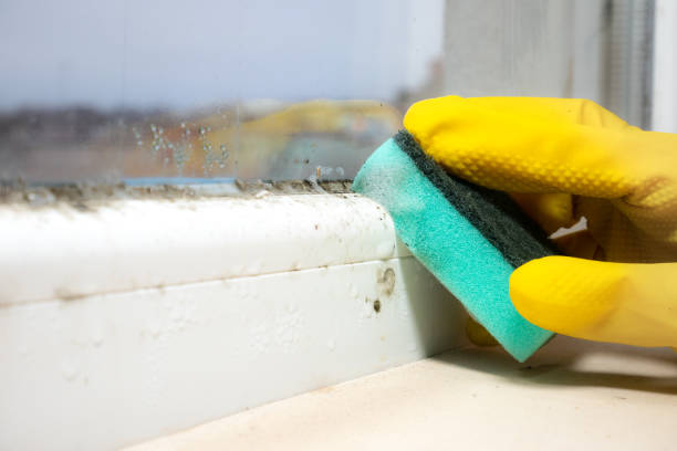 Temple City, CA Mold Removal Company