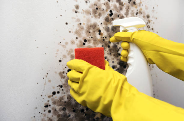 Best Crawl Space Mold Removal  in Temple City, CA