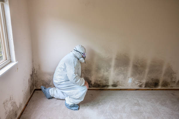 Best Crawl Space Mold Removal  in Temple City, CA