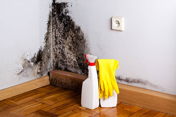 Best Fast Mold Removal  in Temple City, CA