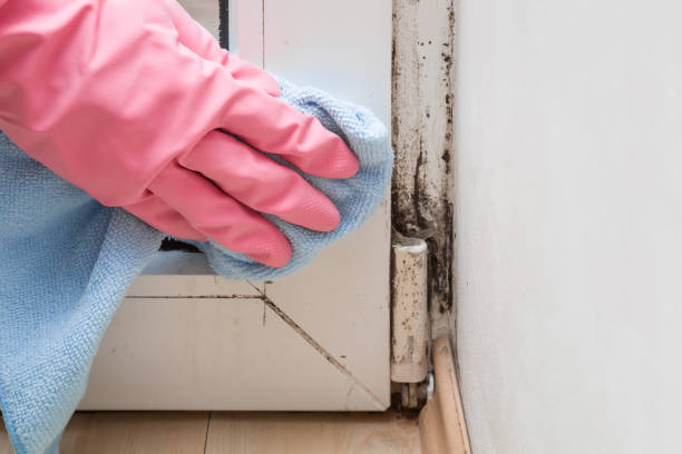 Best Professional Mold Removal  in Temple City, CA