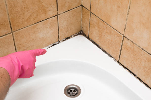 Best Emergency Mold Removal  in Temple City, CA
